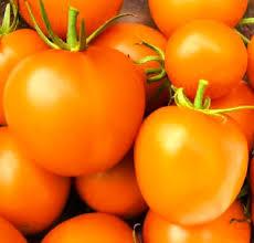Tomate Orange Queen (Pot 1L)