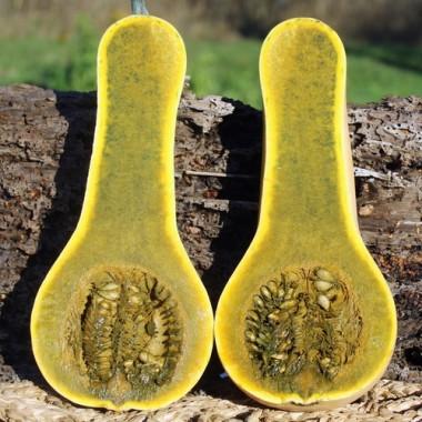 Courge Butternut à chair verte (Pot 1L)