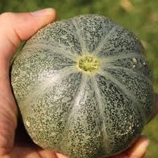Melon Petit Gris de Rennes (Pot 1L)