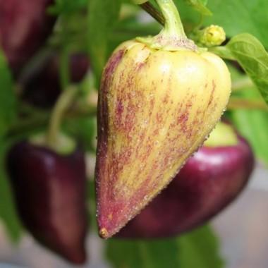 Paprika Violet Sparkle