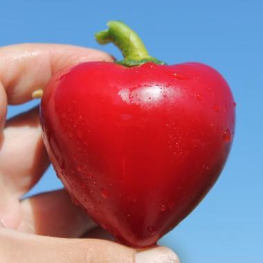 Poivron Dumas (Pot 1L)