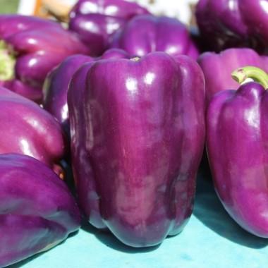 Poivron Amethyst (Pot 1L)