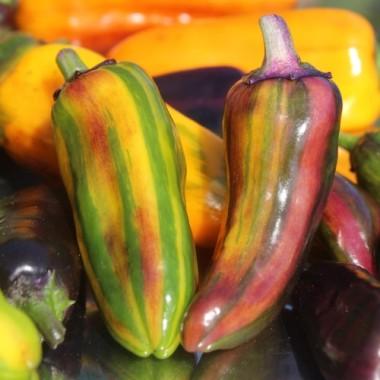 Paprika Between the Lines