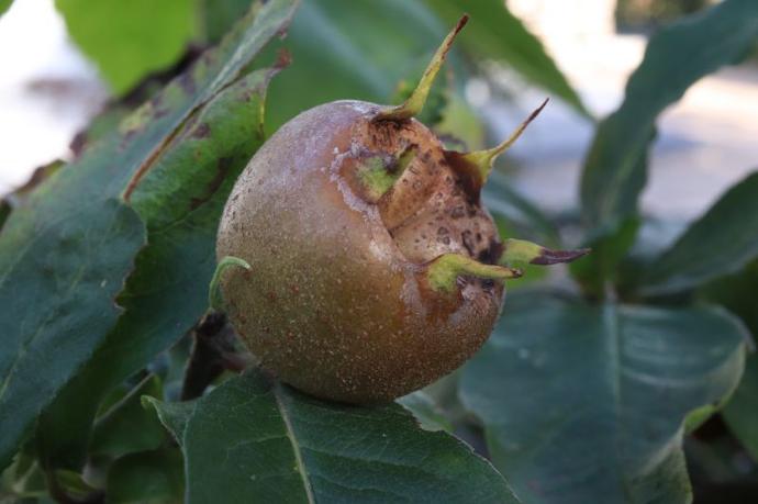 Berlaar (Pot 2L Greffé)