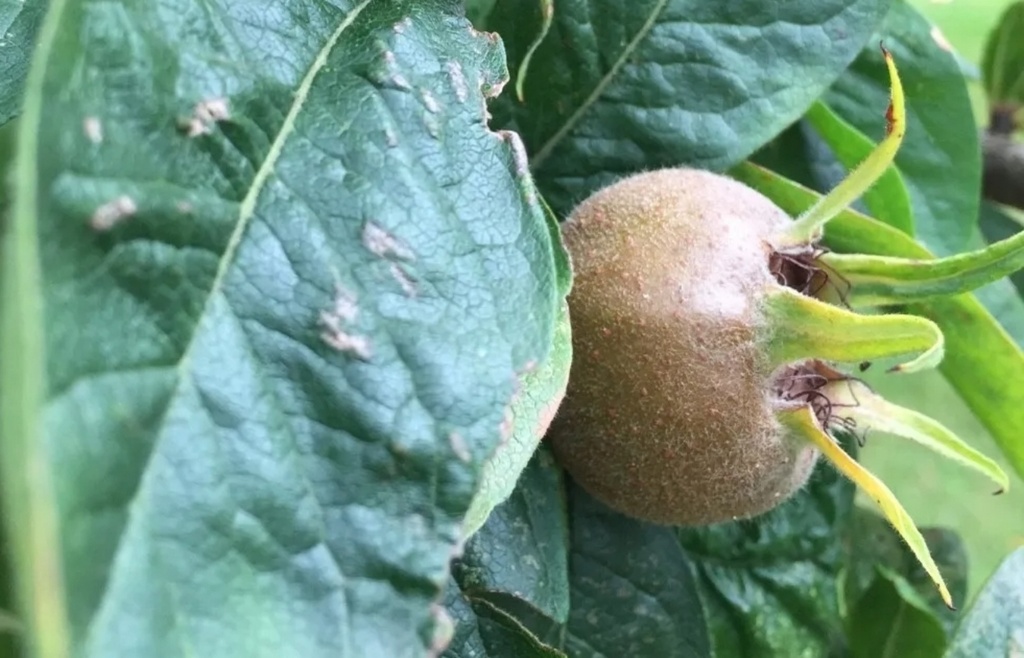 Neflier Belle De Grand Lieu (Pot 2L Greffé)