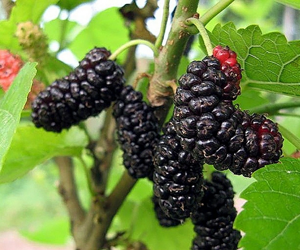 Illinois Everbearing (Pot 6L Bouture)