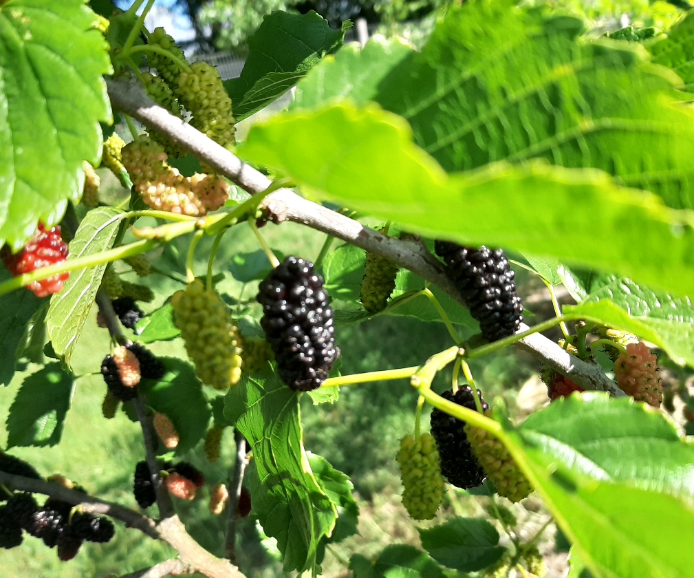 Gerardi Dwarf (Pot 4L Greffé)