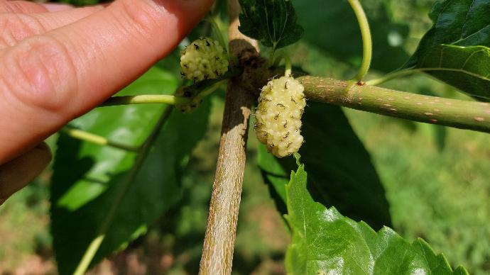 Sugar Cube (Pot 4L Greffé)
