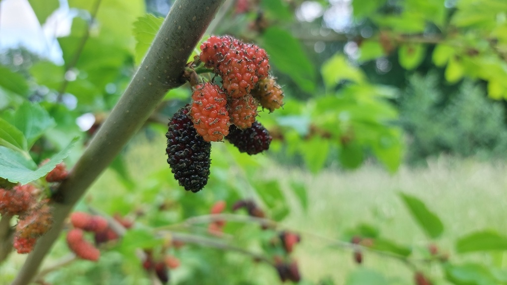 Taylor #1 (Pot 4L Greffé)