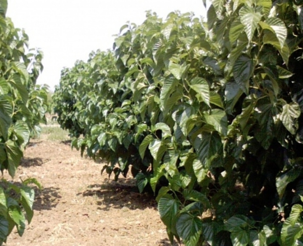 Vratza 21 (Pot 4L Greffé)