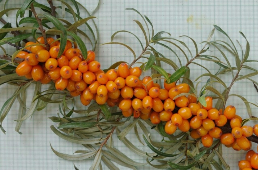 Friesdsorfer Orange (2L Pot)