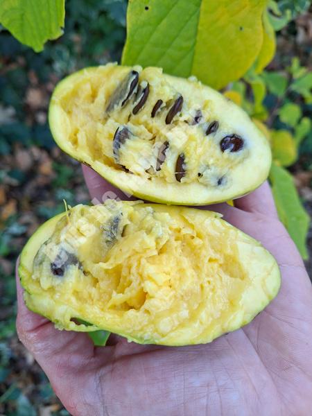 Shenandoah (50-80cm)