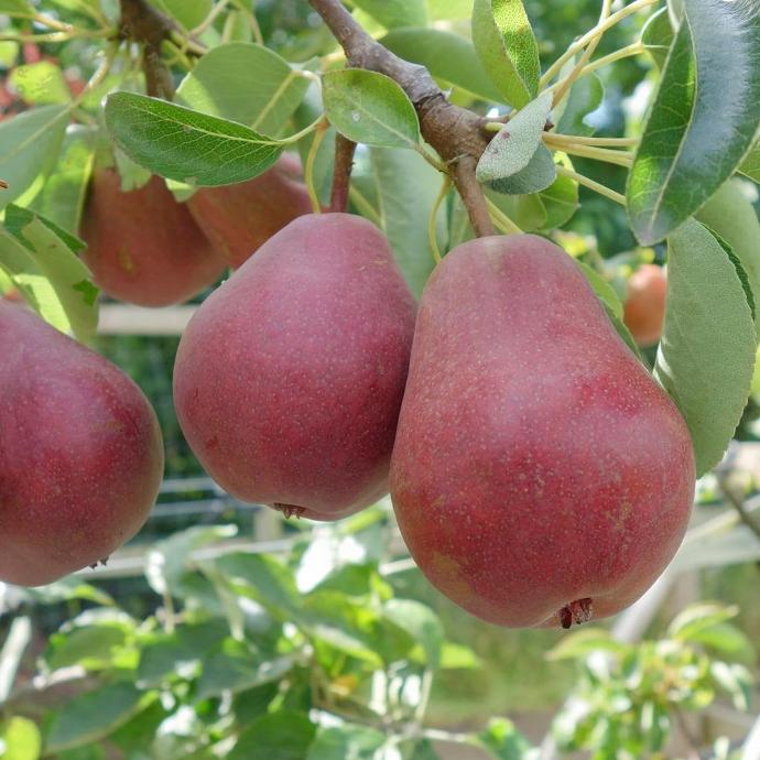 Williams à fruits rouges (RN PG Vigueur moyenne)