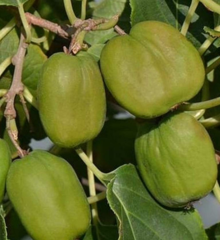 Chang Bai (2L Pot)