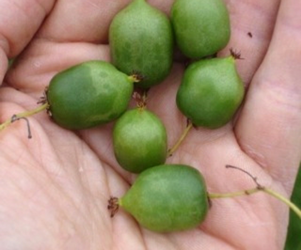 Issai (2L Pot)