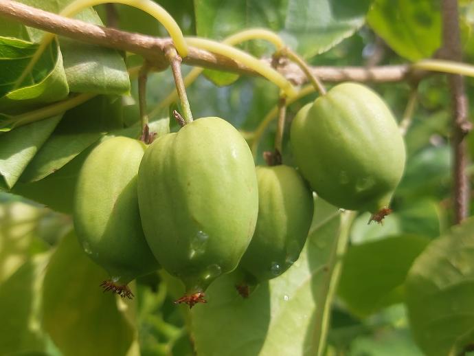 Rogow (2L Pot)