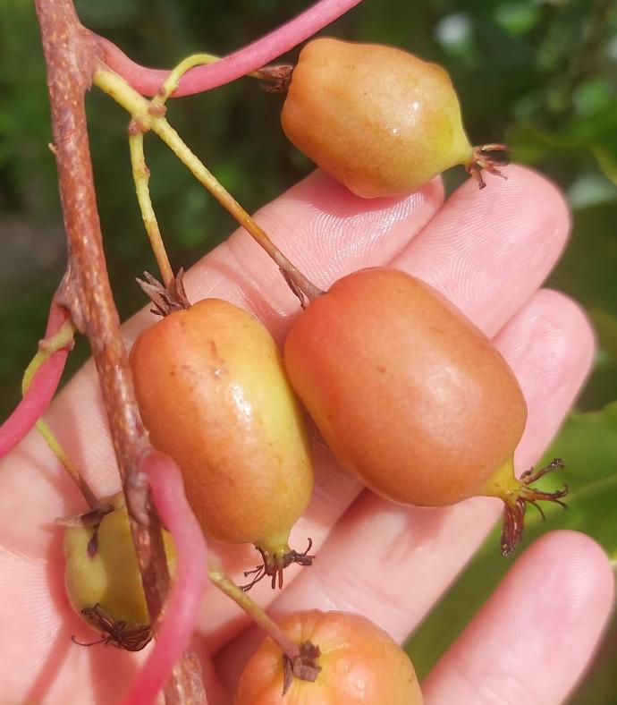 Scarlet September (Pot 2L)