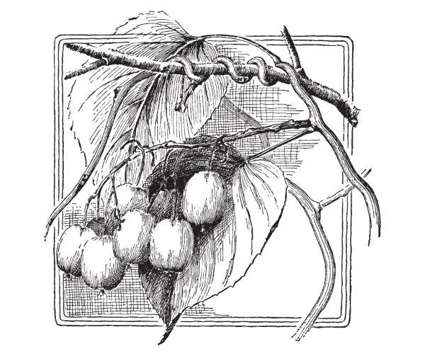 Urodnaya Michurin (2L Pot)