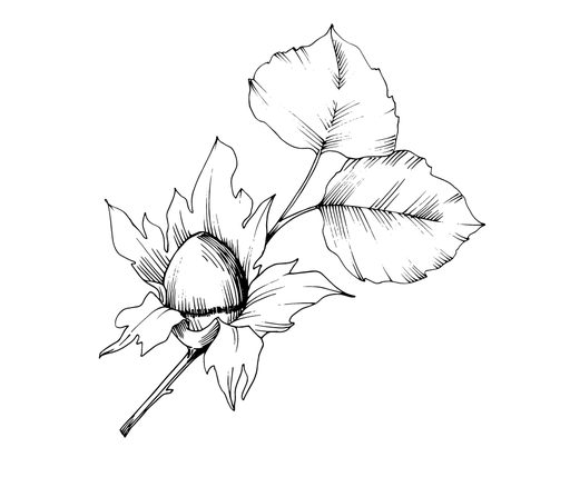 Merveille de Bollviler