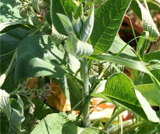 Smeerwortel Bocking 14