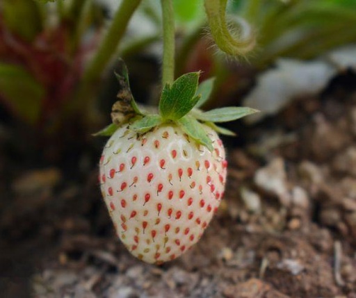 Fraise Ananas