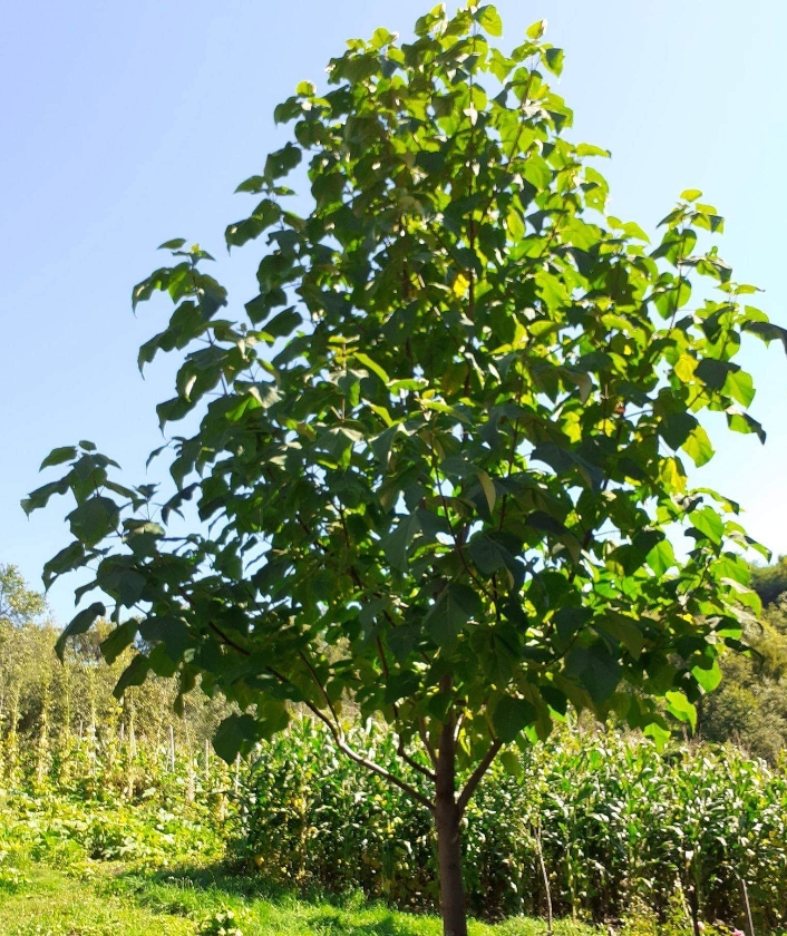 200 Semi Di Paulownia Z07 Super Ibride - Albero Imperiale A Crescita Rapida - GreenSeed