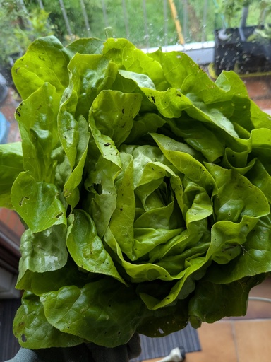 [2200000749107] Salade