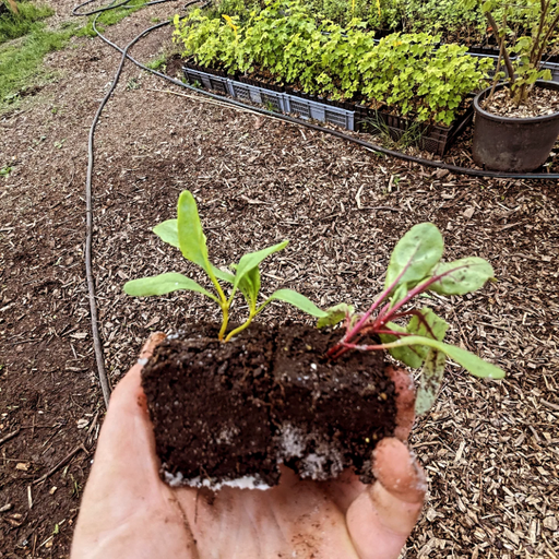 [2200000754309] Gemengde snijbiet