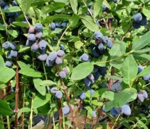 [2200000758703] Blue Banana