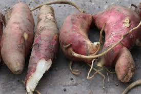 Poire Yacon "Morado"