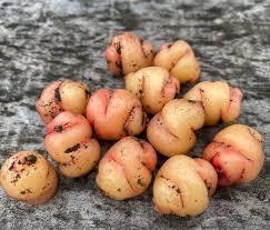 Oca