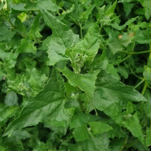 [2200000763608] Brave hendrik