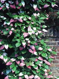 [2200000764100] Siberische kiwi mannelijk "Adam"