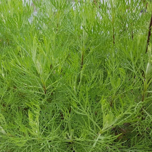 [2200000764902] Plante à cola