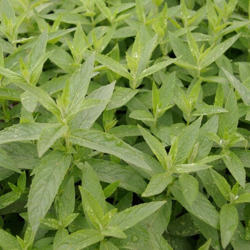 [2200000765206] Menthe asiatique