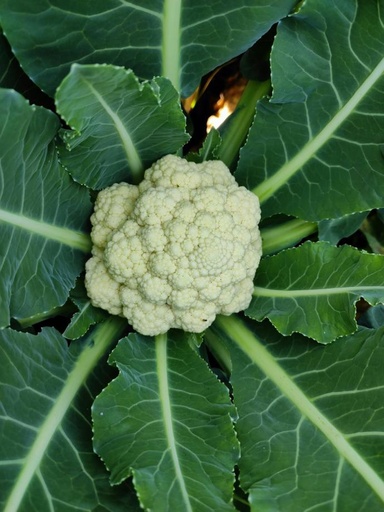 [2200000765701] Bloemkool