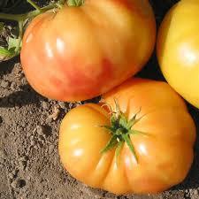 [2200000768009] Tomate Ananas