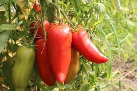 [2200000768900] Tomate Andine Cornue