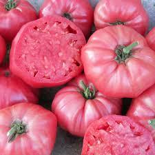 [2200000769006] Tomate Brandywine
