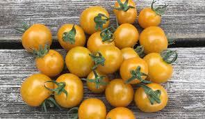[2200000769204] Tomate Cerise Jaune