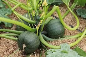 [2200000769808] Courgette Ronde de Nice