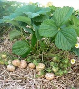 [2200000773300] Snow white