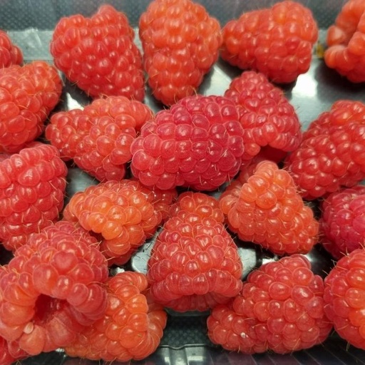 [2200000773706] Husaria