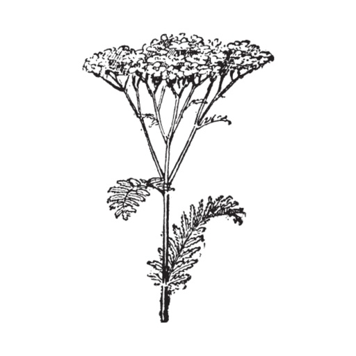 [2200000775601] Black Elder